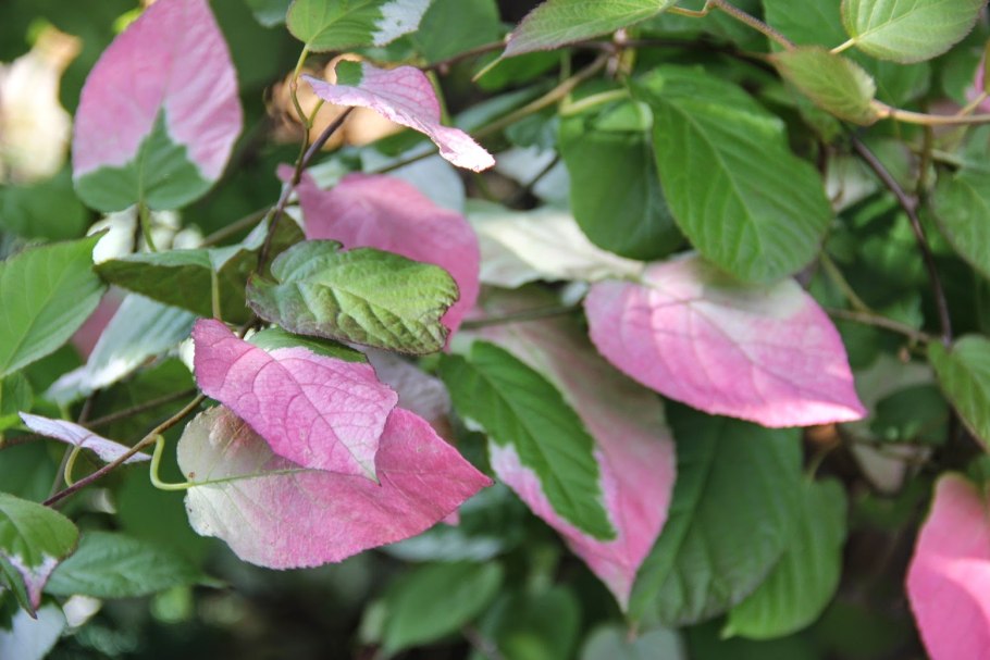 Актинидия коломикта адам