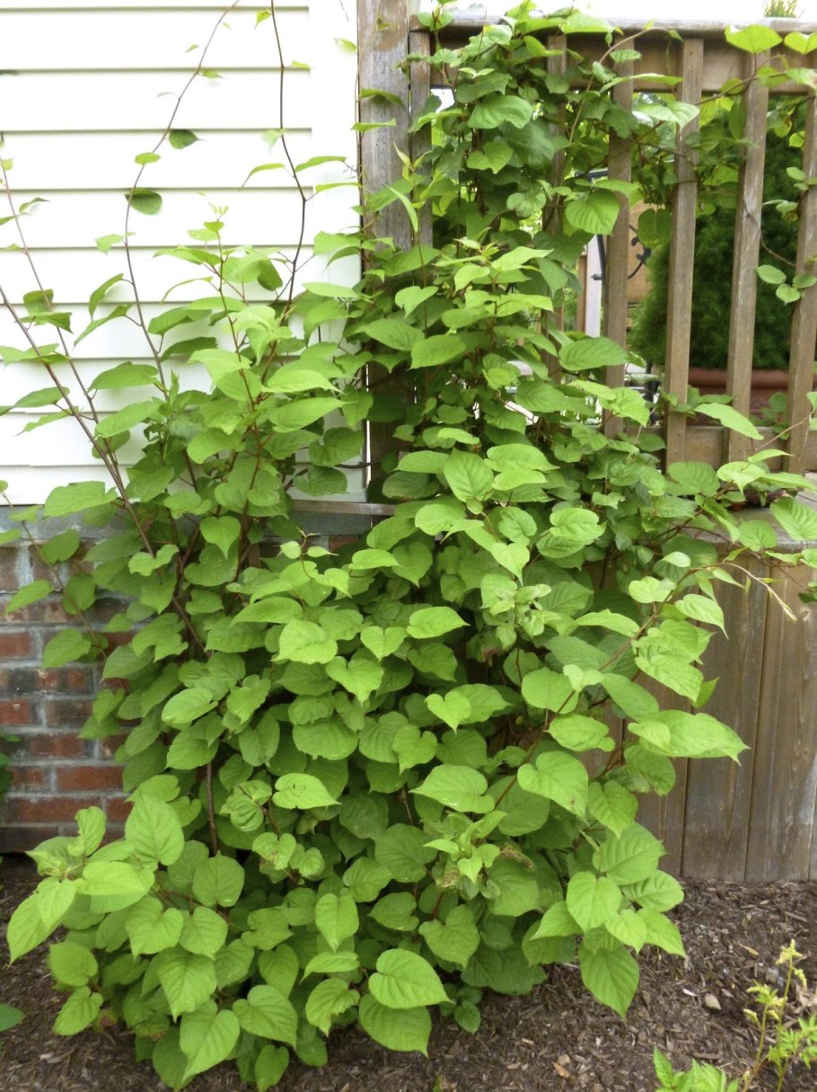 Актинидия коломикта (Actinidia kolomikta)