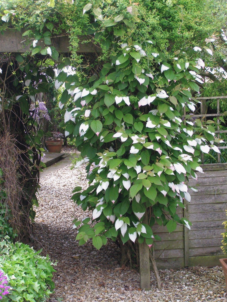 Актинидия адам