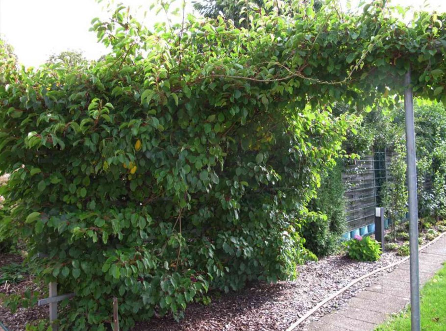 Актинидия коломикта- Листопадная Лиана