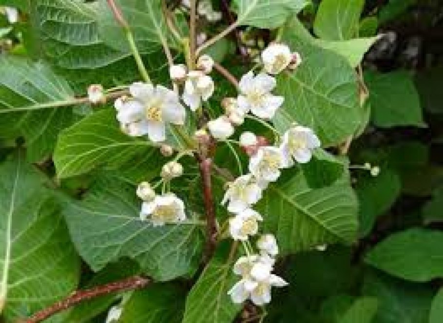 Актинидия коломикта