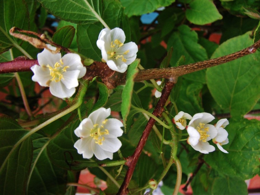 Актинидия коломикта адам