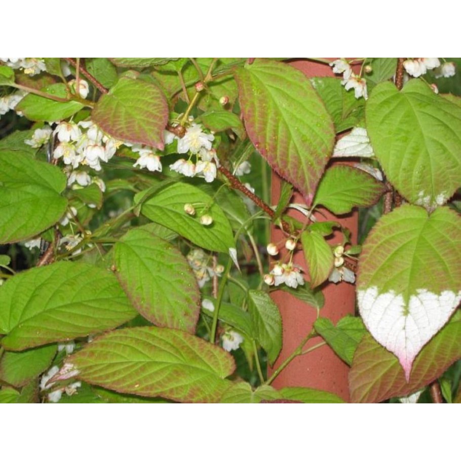 Актинидия коломикта