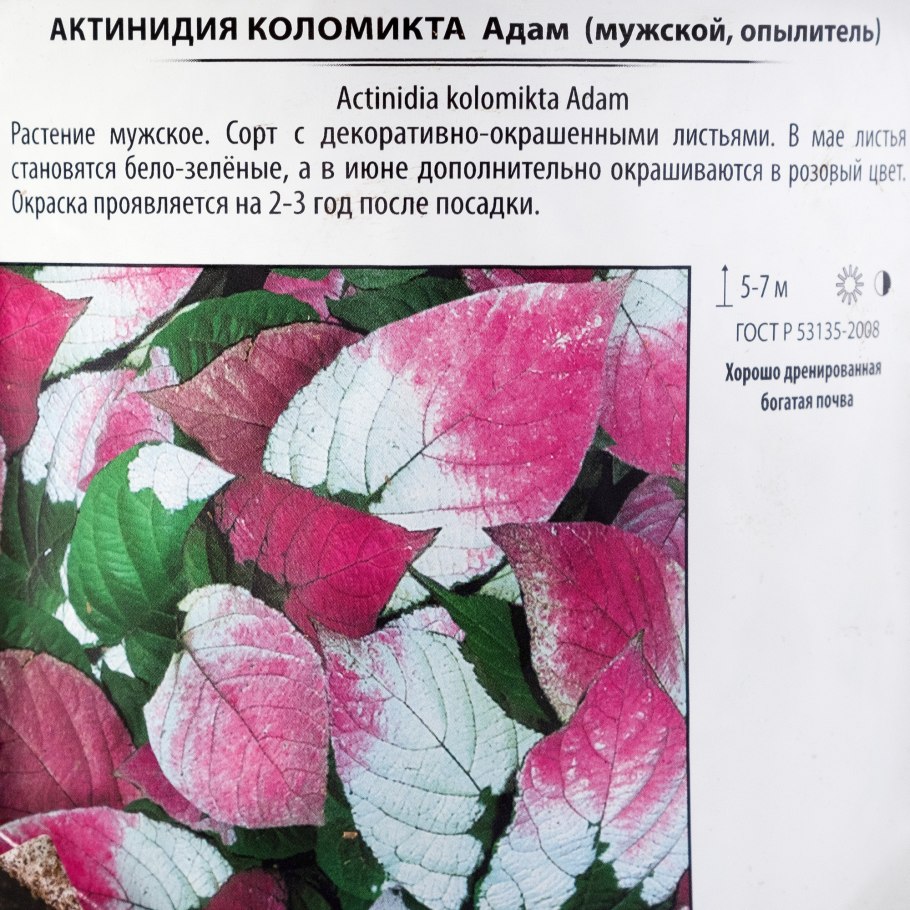 Актинидия коломикта