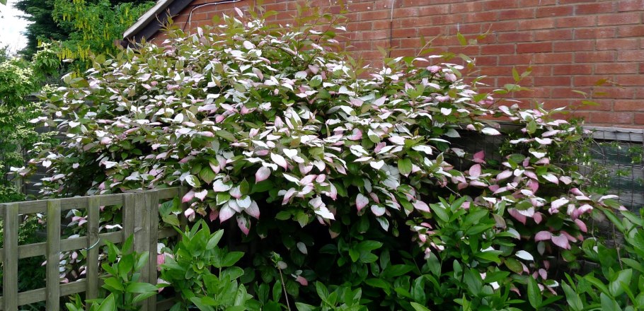 Актинидия коломикта Лиана