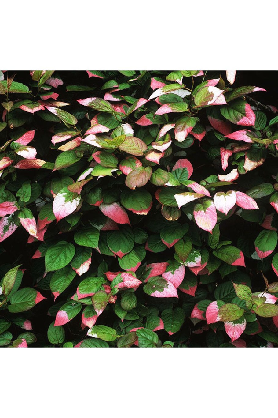 Актинидия коломикта рассада