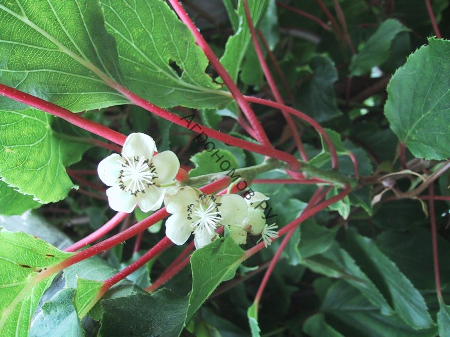 Китайская актинидия