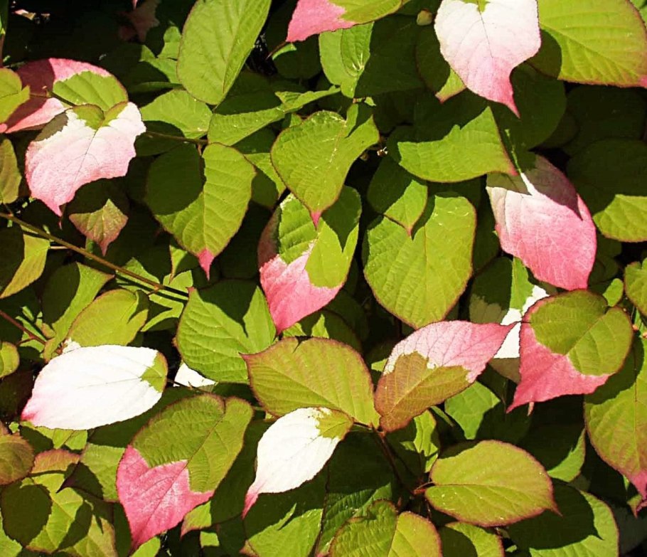 Актинидия коломикта