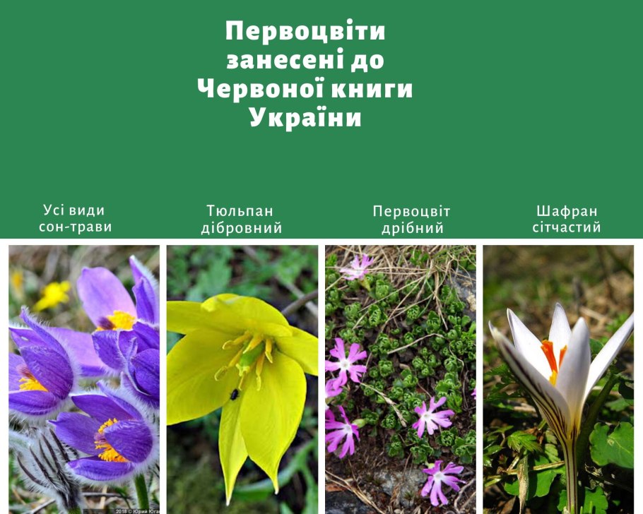 Растения Тамбовского края