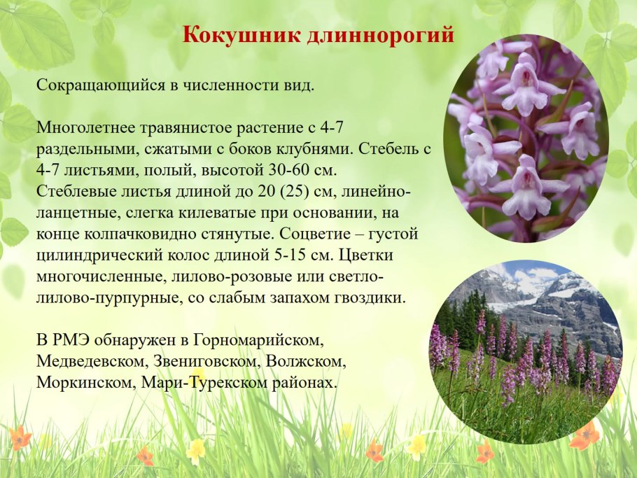 Горчица семейство крестоцветные