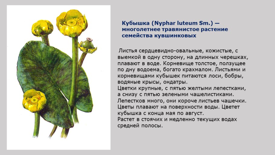 Иберис лазурит