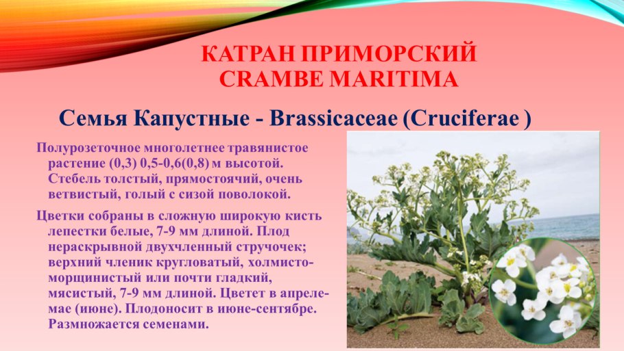 Рылей ползуций биологическая группа