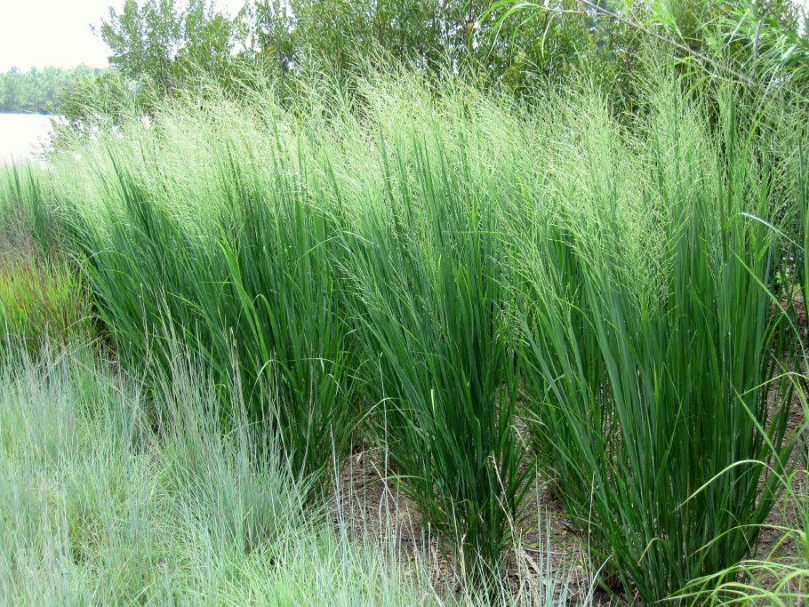 Просо прутьевидное Panicum virgatum