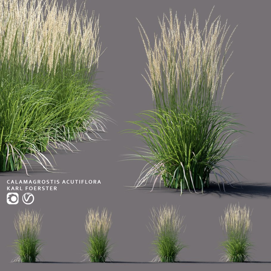 Вейник остроцветковый (Calamagrostis х acutiflora Karl Foerster)