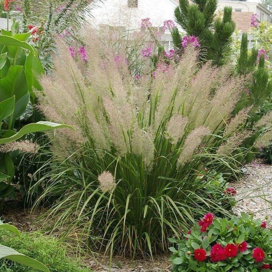 Вейник остроцветковый (Calamagrostis acutiflora ‘Avalanche’)