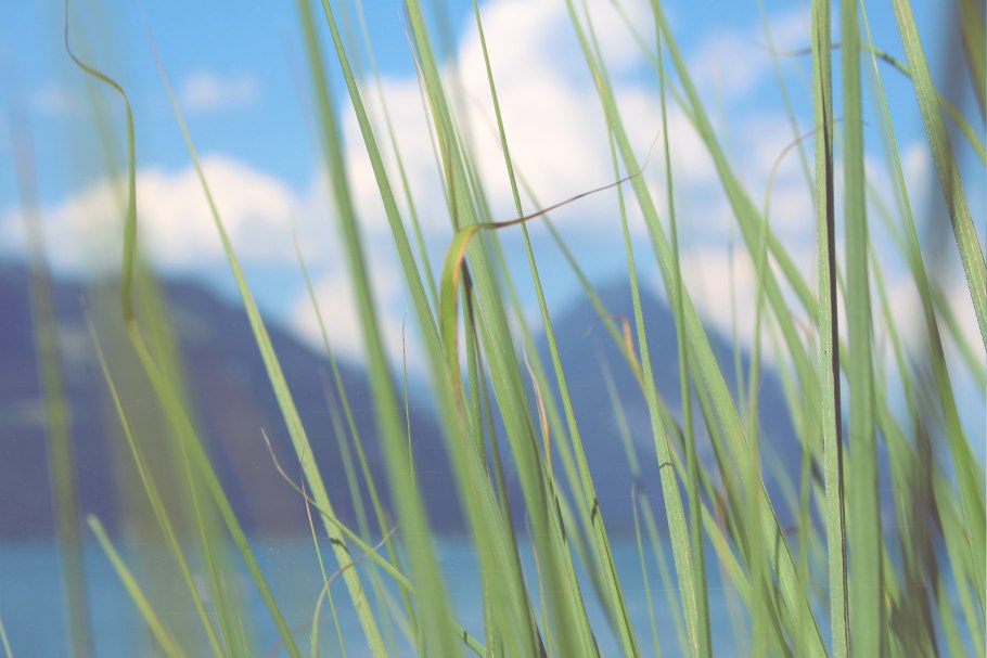 Просо прутьевидное ( Panicum virgatum `Squaw`)