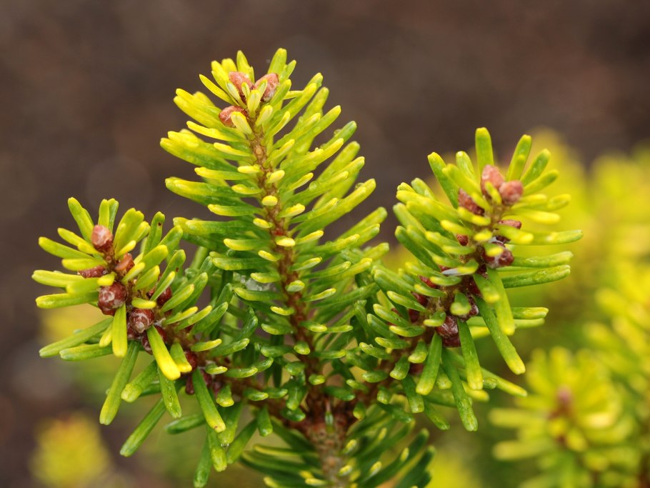 Фото пихты корейской Golden Glow