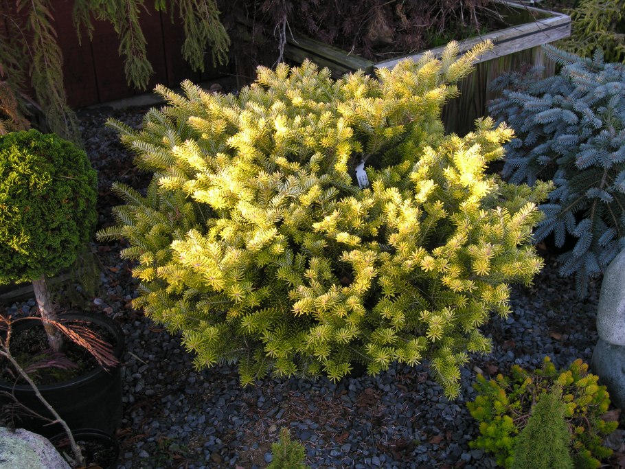 Пихта Голден Глоу