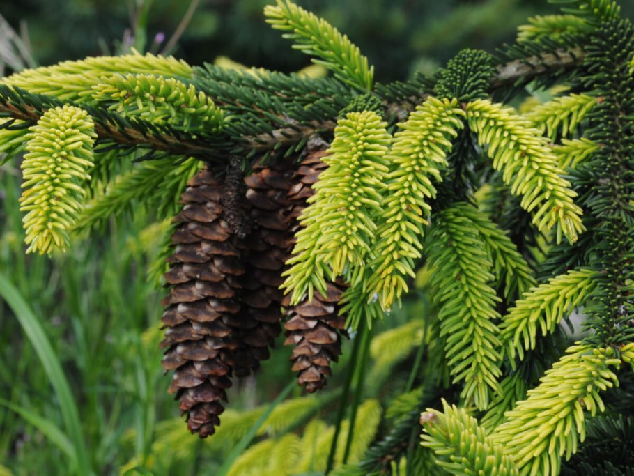 Ель Восточная Picea orientalis