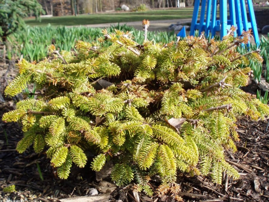 Пихта корейская 'Golden Spreader'