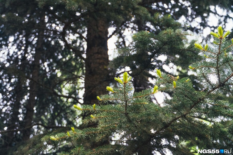 Золотая ель в дендропарке Омск
