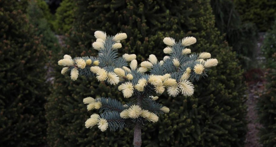 Ель колючая "Bialobok" (Белобок)