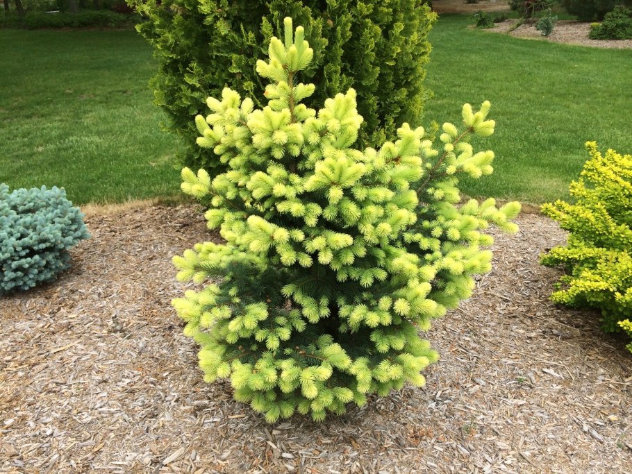 Ель сизая Maigold