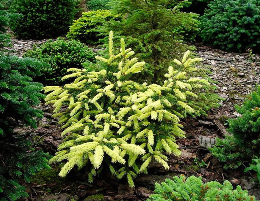 Ель обыкновенная Перрис Голд