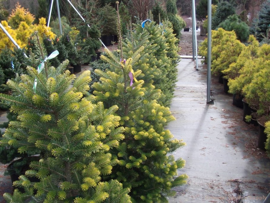 Abies Koreana Aurea