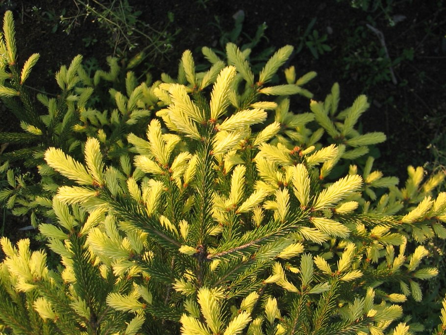 Ель Восточная Ауреоспиката