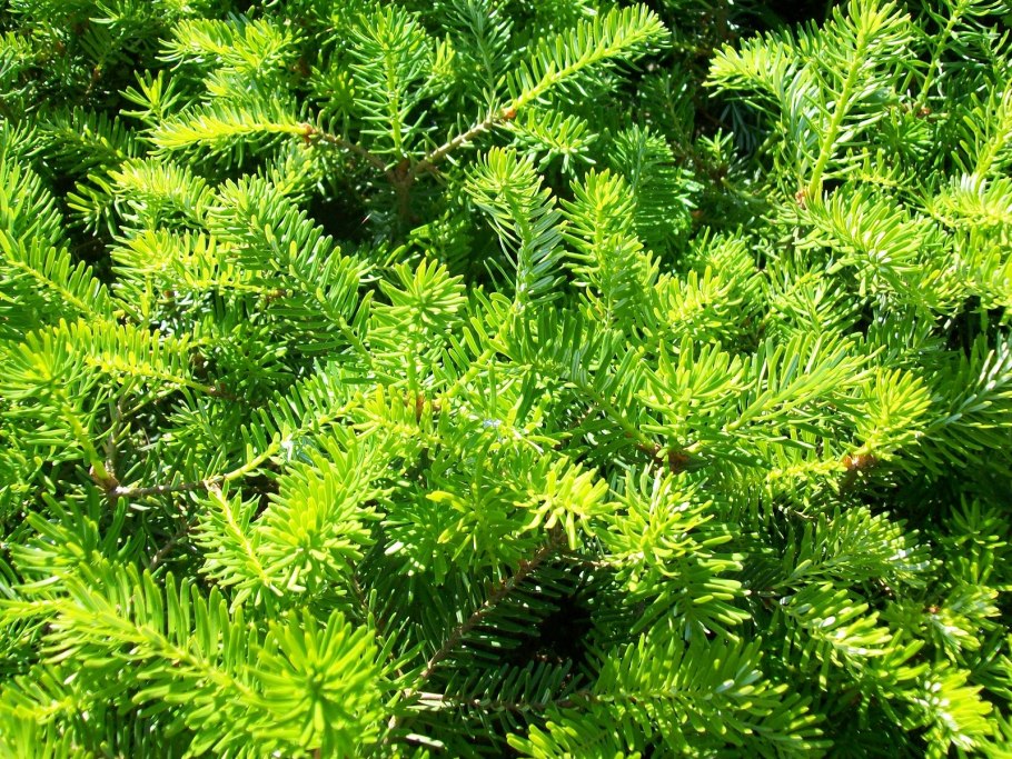 Пихта бальзамическая piccolo