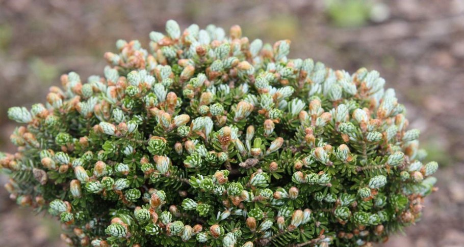 Сосна Горная Голден Глоу