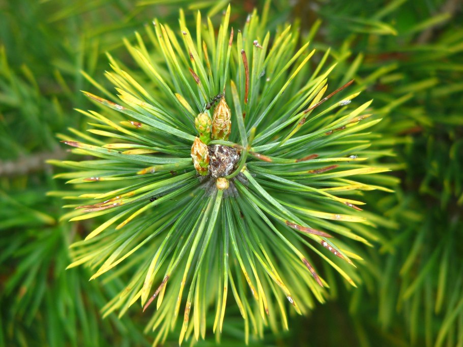 Shortleaf Pine