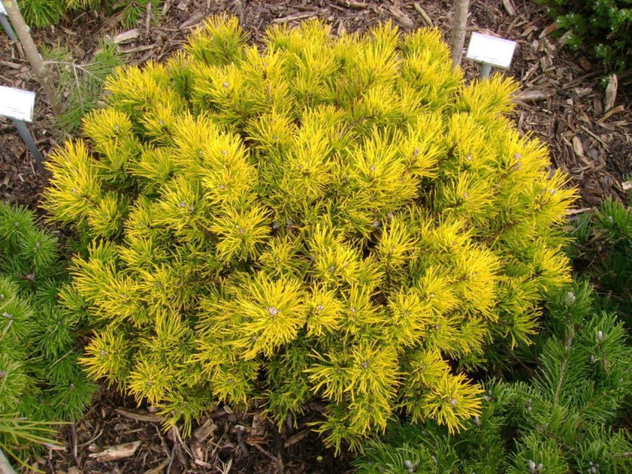 Сосна Горная Винтер Голд