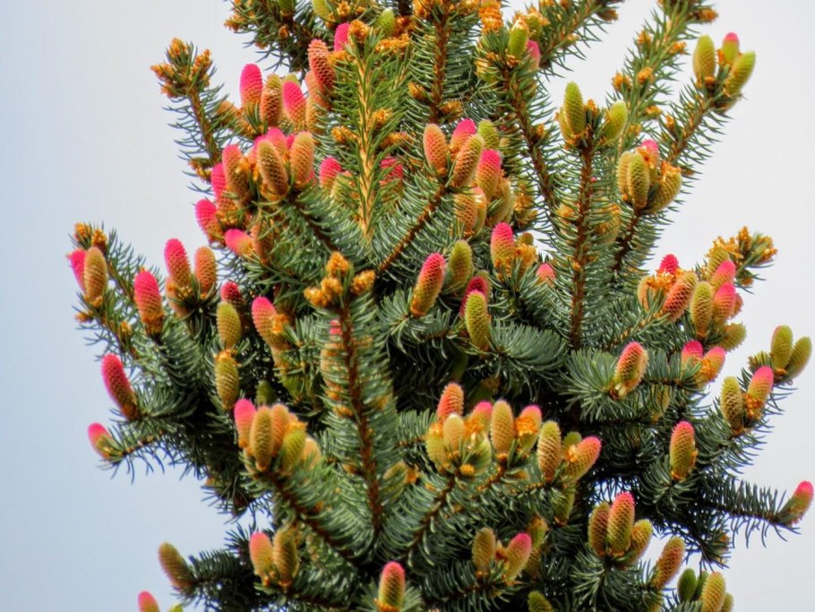 Пихта цветет