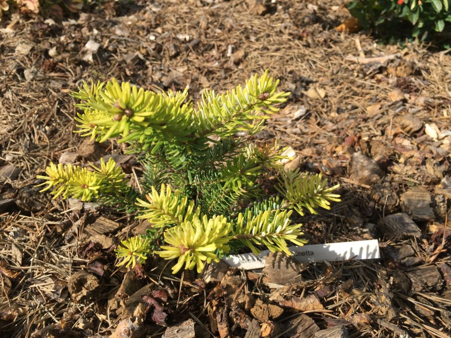 Abies Koreana 'Luminetta'