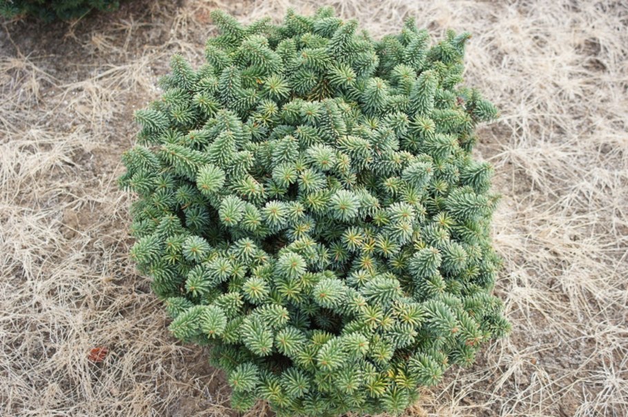 Abies Koreana Kristallkugel на штамбе