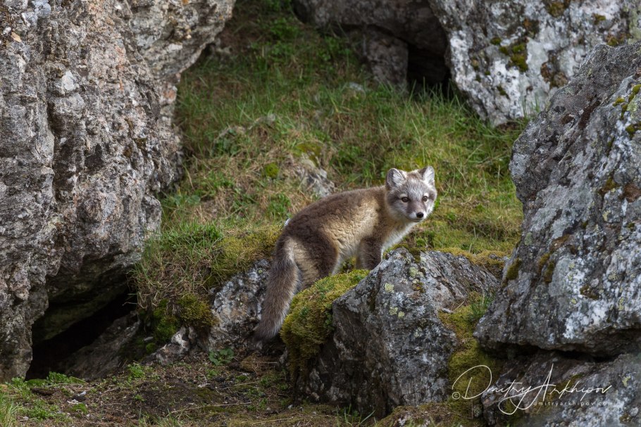 Печоро-Илычский заповедник Соболь