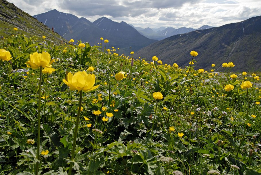 Растения Приполярного Урала