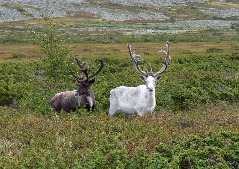 Вишерский заповедник Пермский край