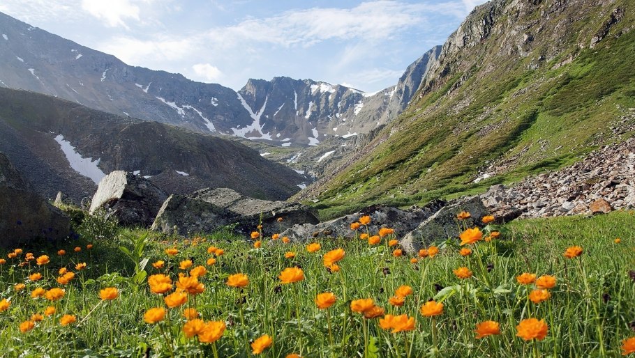 Цветы Приполярного Урала