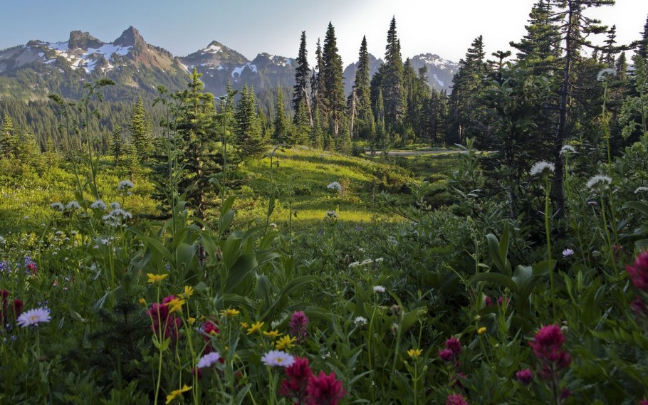 Восточногималайские Альпийские Луга и кустарники