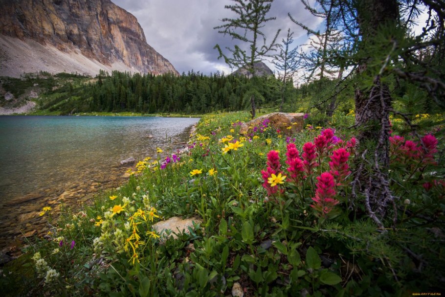 Национальный парк Банф растительность