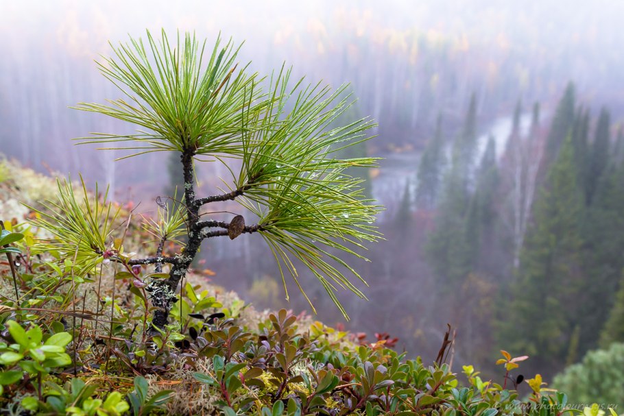 Северный Урал лес
