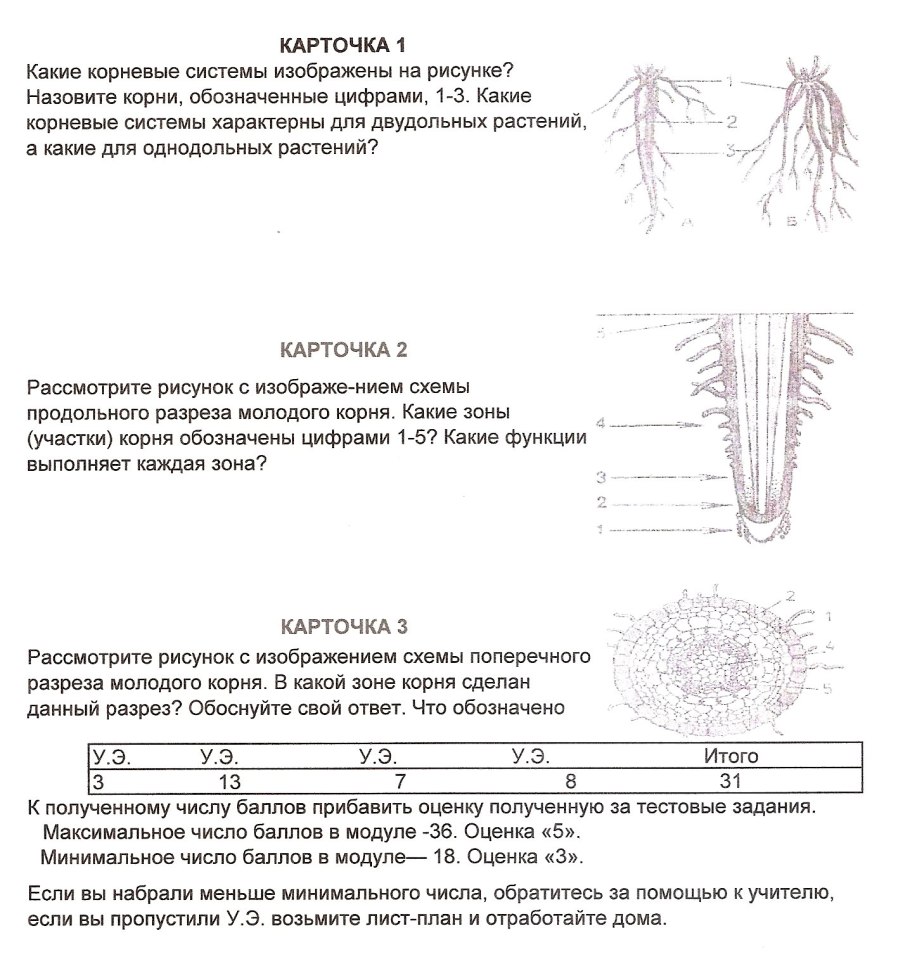 Схема высадки хвойных растений