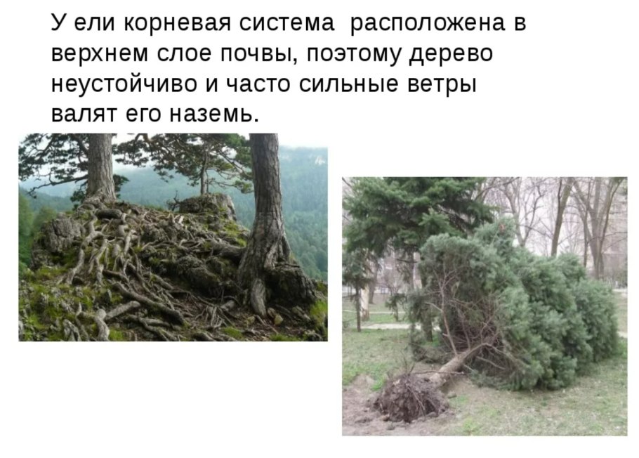 Голубая ель корневая система