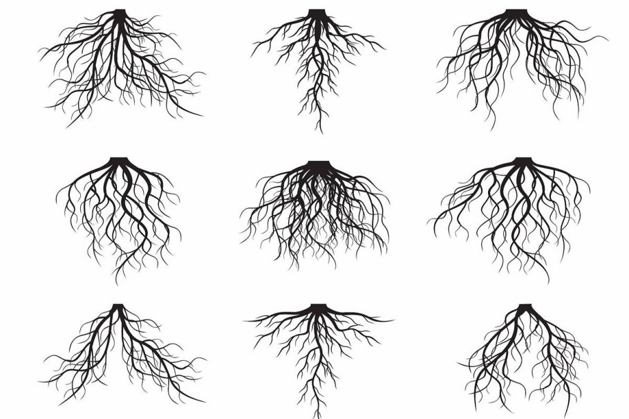 Root picture on the transparent background