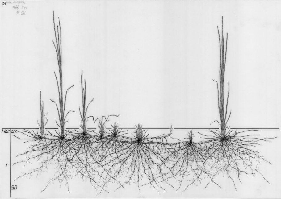 Fir Tree roots Systems