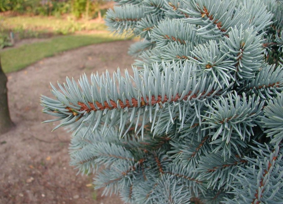 Ель голубая колючая Picea pungens