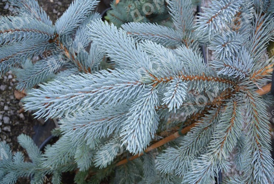 Ель колючая Hoopsii